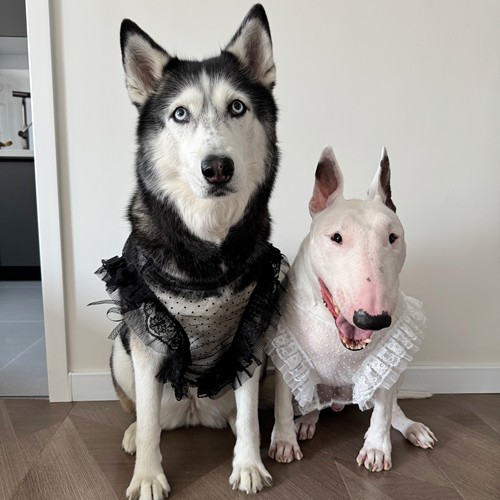 可爱蕾丝小马挂小中大型犬