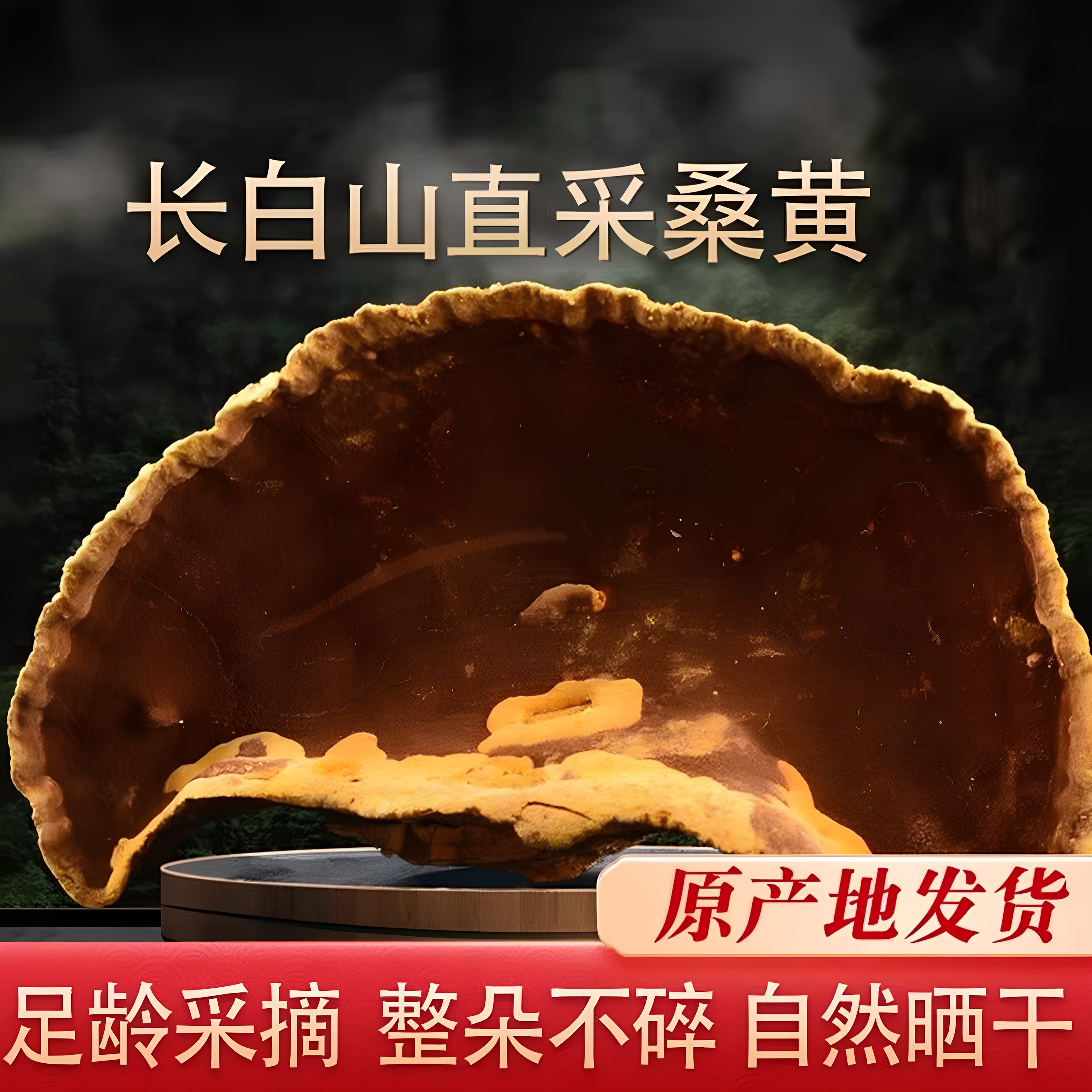 桑黄中药材长白山野生桑黄正品特级桑树桑黄茶干货新货旗舰店正宗