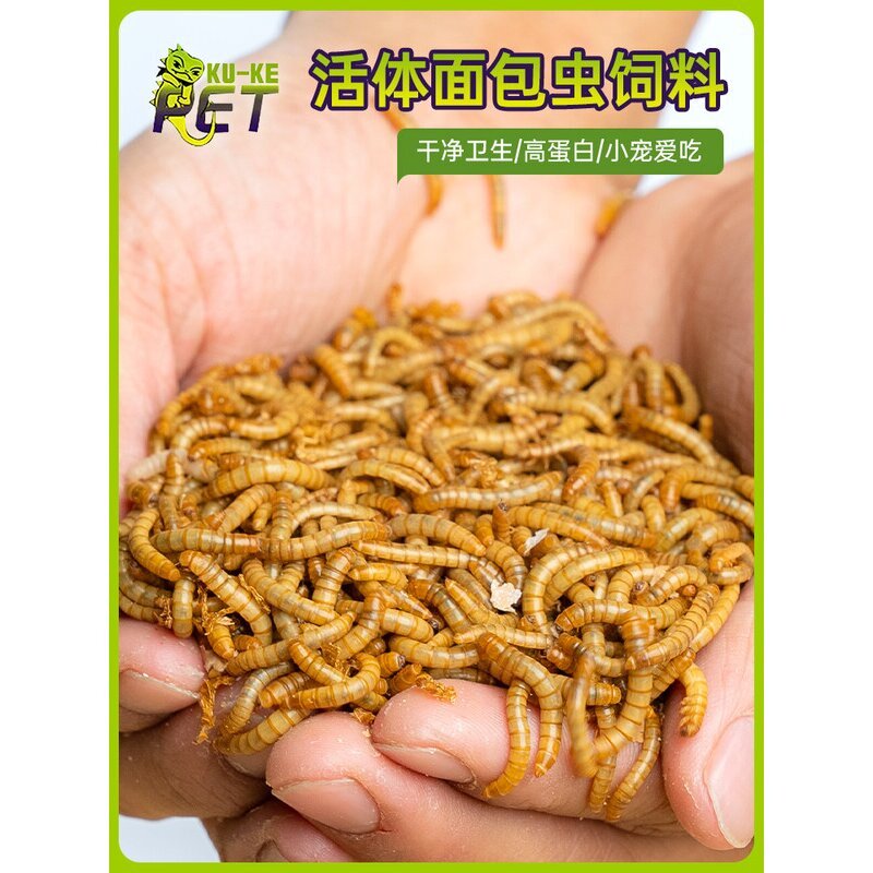 鲜活面包虫饲料养殖活虫鸟食大麦虫干守宫蜥蜴食物蜜袋鼯仓鼠粮食