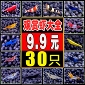 观赏虾活体宠物工具虾淡水除藻虾樱花虾极火虾黄金米虾水晶虾套餐