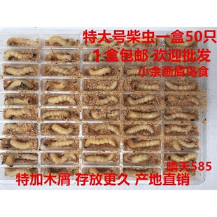 柴虫特大号 斗鸟鸟食 老木虫 地蜘蛛地黄牛活食 野生上性壮膘50只