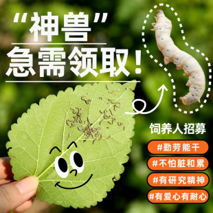 蚕宝宝活物春蚕卵种籽子和桑叶天然七彩色饲养盒学生养蚕套装别墅