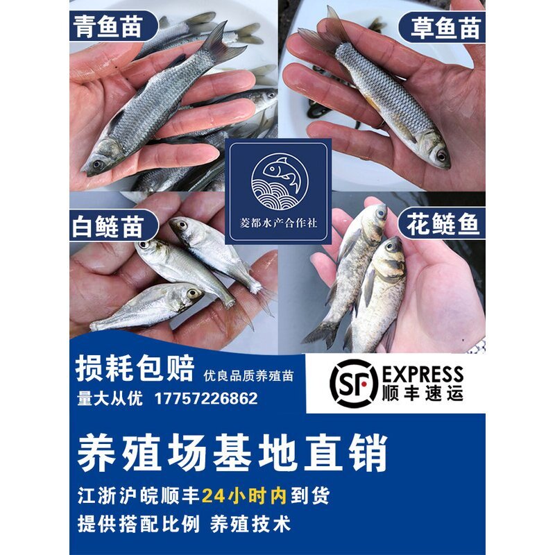 草鱼苗青鱼苗螺蛳青胖头花鲢白鲢鳊鱼鲫鱼苗活体鱼苗淡水养殖食用