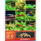 黑壳虾除藻虾鲜活观赏虾淡水宠物虾樱花虾极火虾水晶虾鱼缸清洁虾