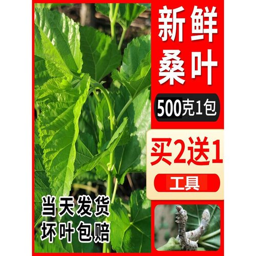 现摘嫩桑叶500克1包新鲜大小叶农家桑树叶芽蚕宝宝饲料食物桑树苗