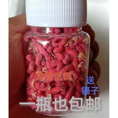 活体钓鱼蛆虫红蛆白蛆公鱼蛆牙鲫鲤鱼白条石斑鱼黄辣丁马口鳊专用