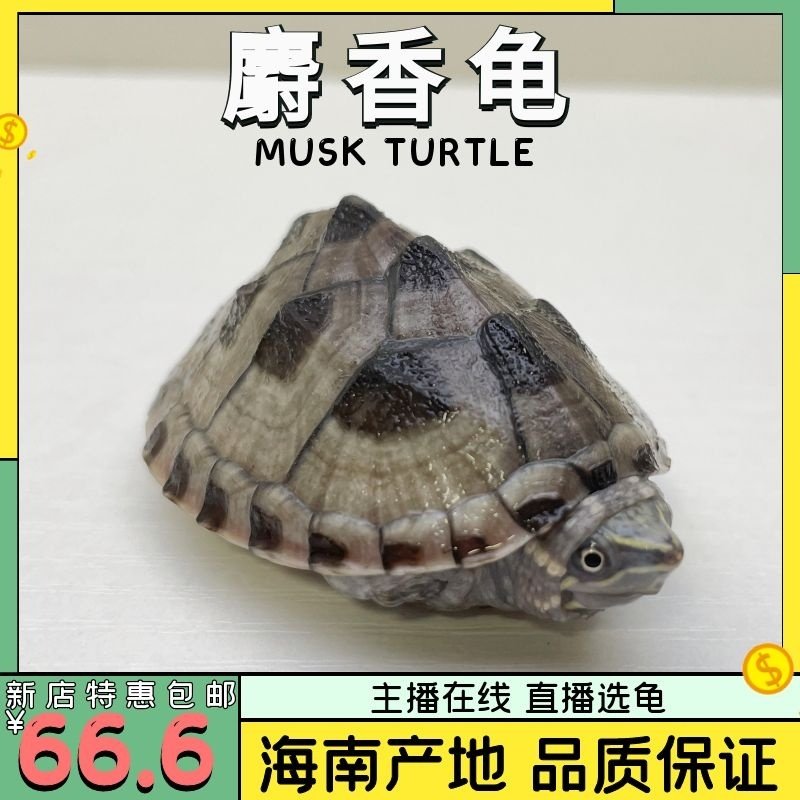 麝香龟深水龟观赏活体剃刀苗西锦龟小乌龟宠物龟苗墨西哥蛋龟大,宠物/宠物食品及用品,龟/鳖,淘宝优惠券,粉丝福利购,淘宝优惠卷