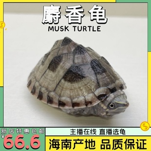 麝香龟深水龟观赏活体剃刀苗西锦龟小乌龟宠物龟苗墨西哥蛋龟大