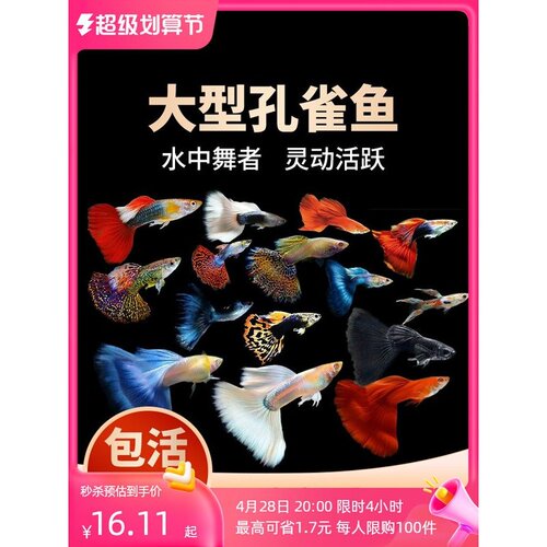 孔雀鱼鱼苗观赏鱼活体金鱼热带小型淡水冷水好养耐活斑马凤尾小鱼