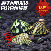 品质虾坊鲍鱼螺活体斗笠螺汽水螺淡水观赏超强除藻除苔工具螺草缸