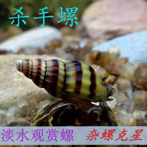 杀手螺热带观赏螺活体宠物刺客螺水草缸工具大黄蜂钻纹螺