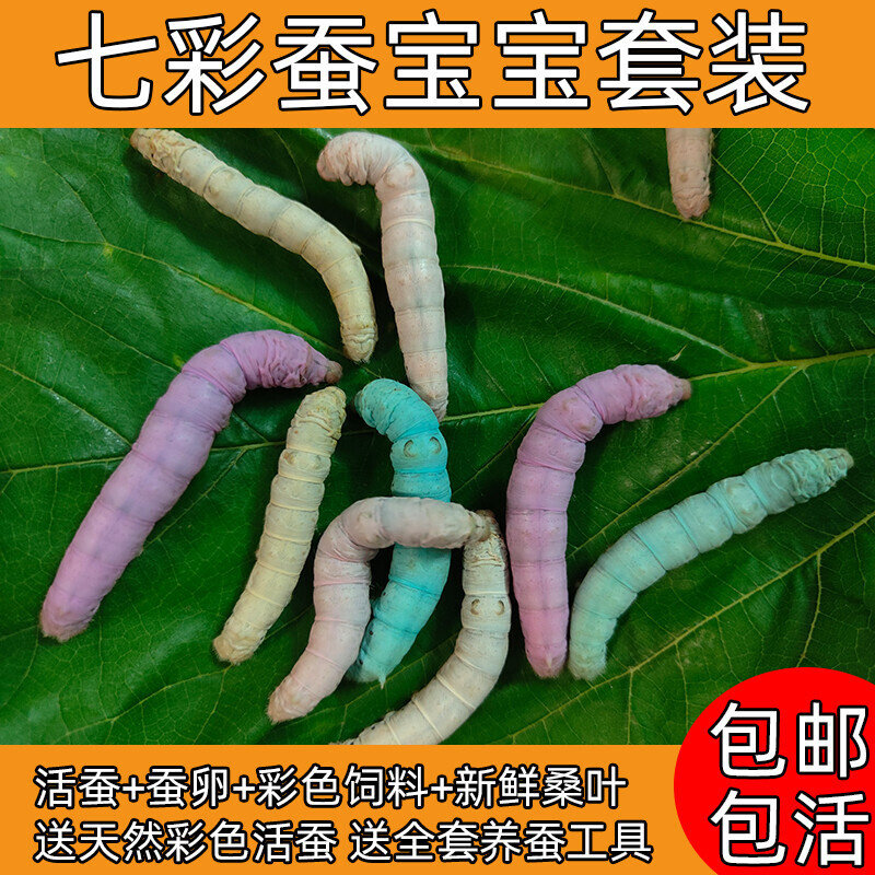 七彩蚕宝宝套装学生养蚕金丝彩蚕卵彩色饲料天然彩色蚕送新鲜桑叶