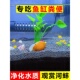 专吃鱼粪净水观赏黄金小河蚌河蚬鱼缸淡水贝壳活黑金刚苹果除藻螺