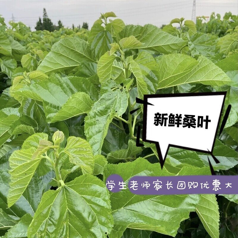 长沙嫩桑叶500克1斤新鲜养蚕专用新鲜桑叶蚕宝宝食用喂蚕本地同城图片