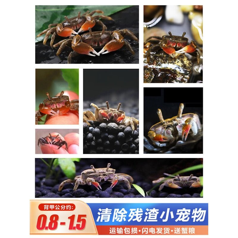 迷你辣椒蟹宠物红钳招财蟹淡水鱼缸观赏勾手蟹谭氏泥蟹养殖小螃蟹