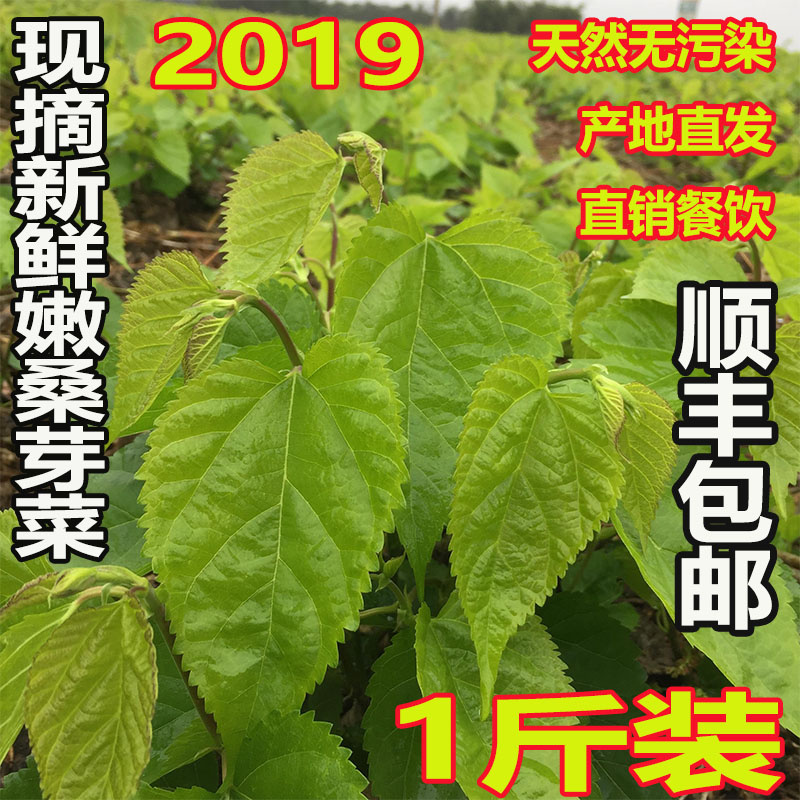 【现摘现发】食用新鲜桑叶芽菜嫩桑叶上汤桑芽菜可做桑叶茶 500克