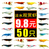 黑壳虾鱼缸水草清洁除藻工具迷你观赏米虾宠物活体饲料淡水族造景