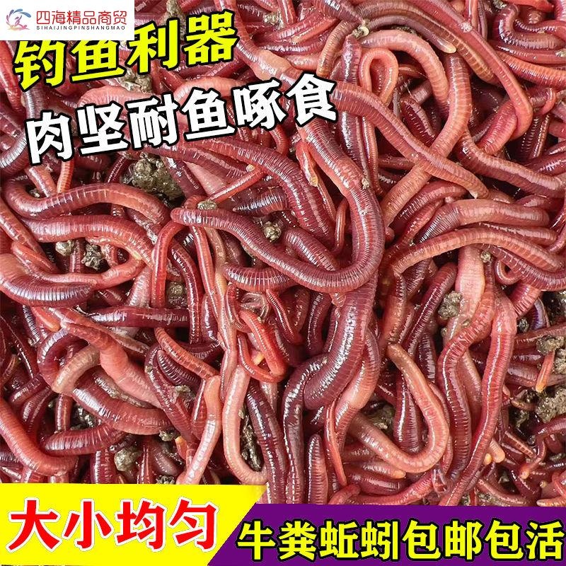 大蚓蚯鱼钓鱼钓蚯蚓活钓鱼邱蚓引野钓大小号1斤诱饵红蚯蚓散装包