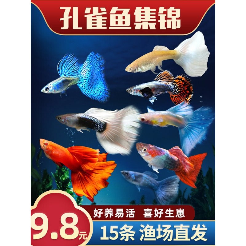 孔雀热带观赏鱼苗淡水冷水小型小鱼好养耐活耐养金鱼凤尾斑马活鱼