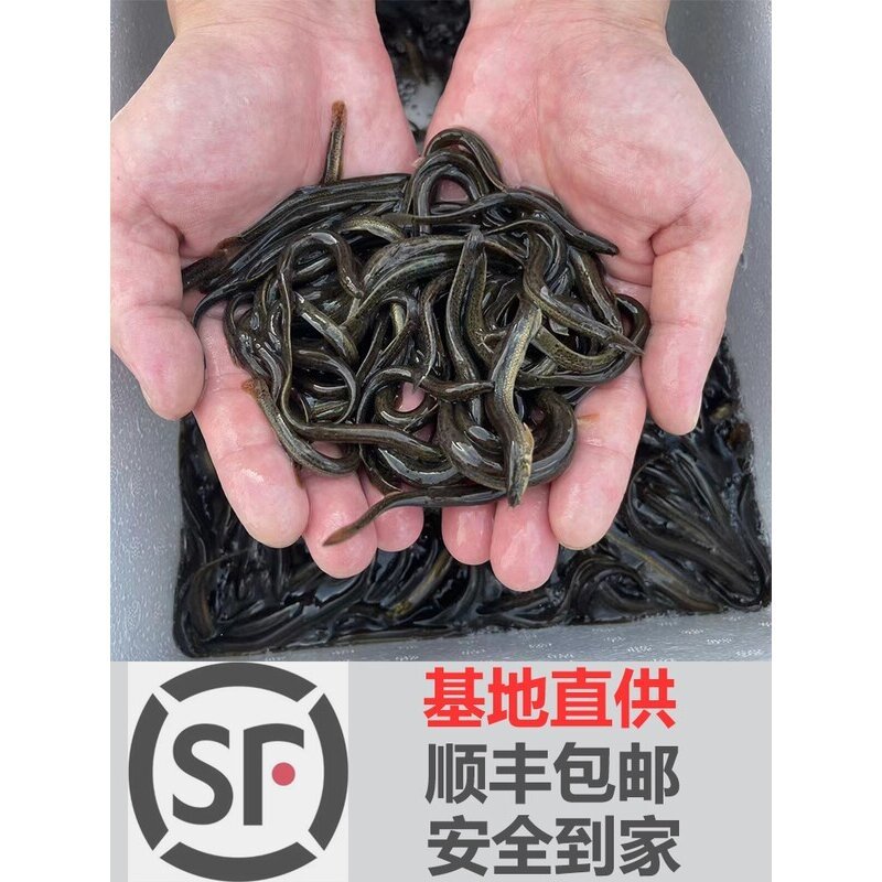 台湾泥鳅钓鱼苗本地青鳅金鳅鲜活筏钓鱼养殖淡水乌龟龙鱼宠物饲料