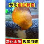 观赏黄金小河蚌河蚬专吃鱼缸鱼粪净水淡水贝壳活黑金刚苹果除藻螺