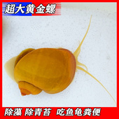 黄金螺 热带除藻工具螺清洁鱼缸蜗牛青苔鱼龟粪 淡水观赏螺活体