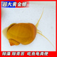 黄金螺 热带除藻工具螺清洁鱼缸蜗牛青苔鱼龟粪 淡水观赏螺活体