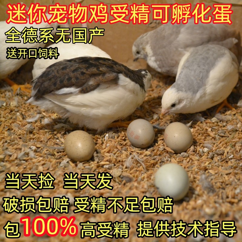 受精可孵化蛋网红鸡受精卵迷你观赏小鹌鹑种蛋德系瓦灰纯白礼服蛋