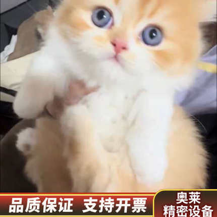 出一只拿破仑因为个人原因没时间养就是卖价.询价