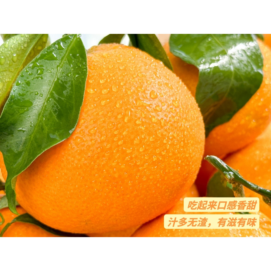 皮薄肉厚细腻化渣酸甜可口果冻橙