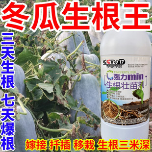 冬瓜生根王强力生根粉生根剂壮苗发根生根剂扦插移栽通用水溶肥料
