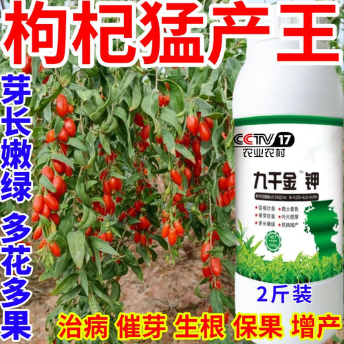 枸杞猛产王嫩绿抗寒抗冻芽多芽绿九千金钾茶叶催芽旺叶面肥