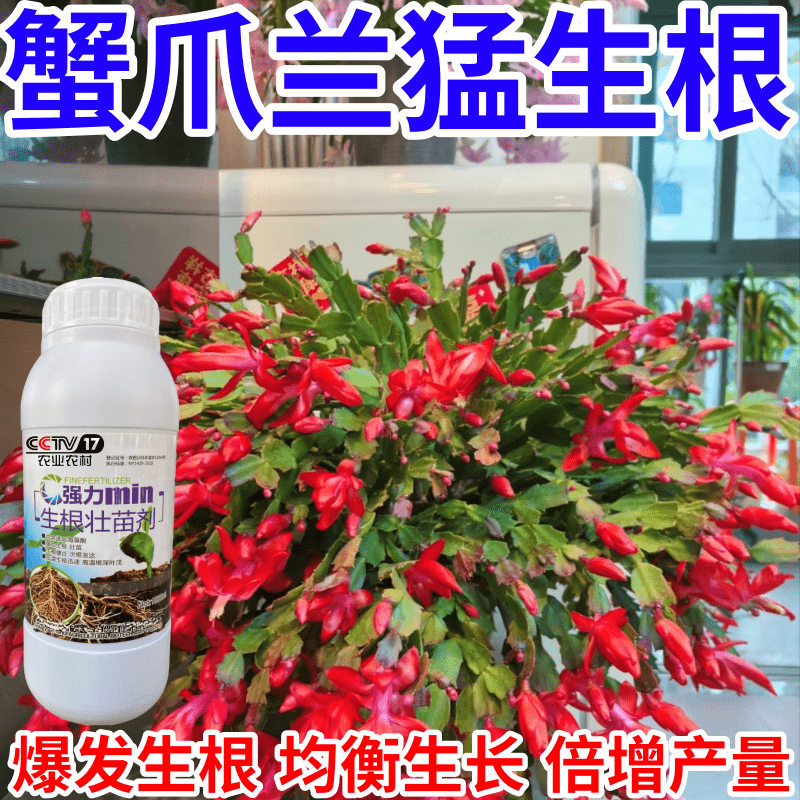 蟹爪兰猛生根根剂移栽树木营养液快速生根复活神器强力生根壮苗剂