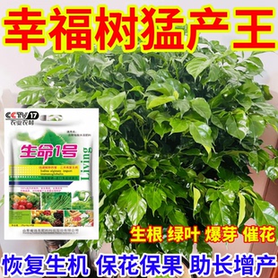 幸福树猛产王矮化枯萎烂根一喷复活果树蔬菜叶面肥水溶肥有机肥料