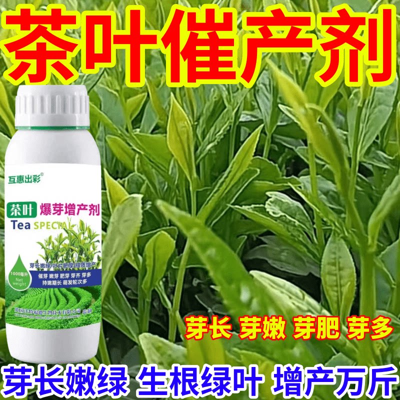 茶叶催产剂茶叶茶树专用肥茶叶催芽剂芽长嫩绿抗寒提前出芽芽多壮