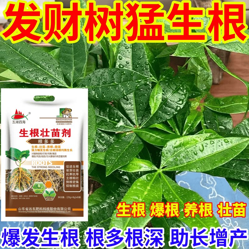 发财树猛生根发生根育苗膨大根茎叶面肥扦插移栽果树蔬菜花卉通用