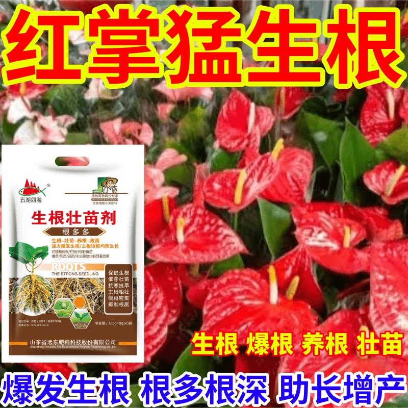 红掌猛生根爆发生根育苗膨大根茎叶面肥扦插移栽果树蔬菜花卉通用