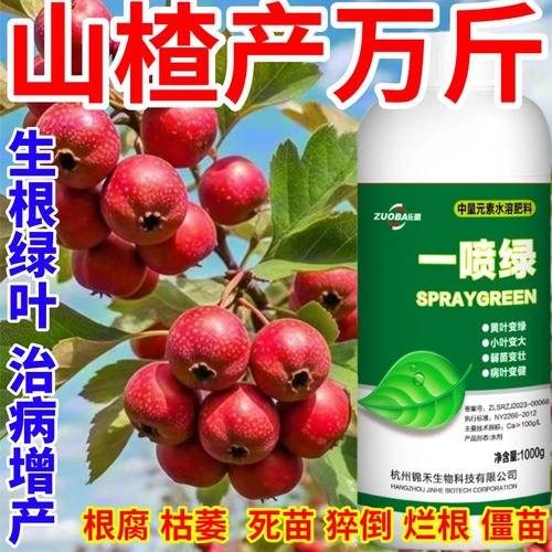 山楂产万斤黄叶小叶卷叶落叶茶叶水果蔬菜经济作物通用营养叶面肥