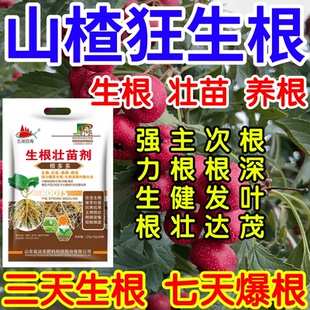 山楂狂生根根深叶茂主根健株次根发达果树蔬菜花卉爆根生根壮苗剂