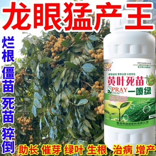 龙眼猛产王喷绿变绿保花保果蔬菜花卉果树植物小叶黄叶卷叶叶面肥