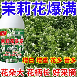 茉莉花爆满基地催芽蕾素花朵多花苞大爆芽催花延长花期增重花柄长