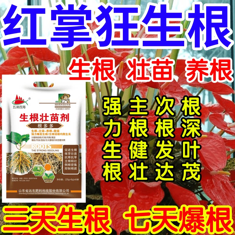 红掌狂生根根深叶茂主根健株次根发达果树蔬菜花卉爆根生根壮苗剂