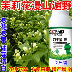 茉莉花漫山遍野家用盆栽防黄叶烂根不开花催花促花浓缩有机液体肥