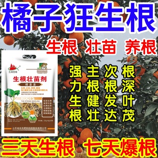 橘子狂生根根深叶茂主根健株次根发达果树蔬菜花卉爆根生根壮苗剂
