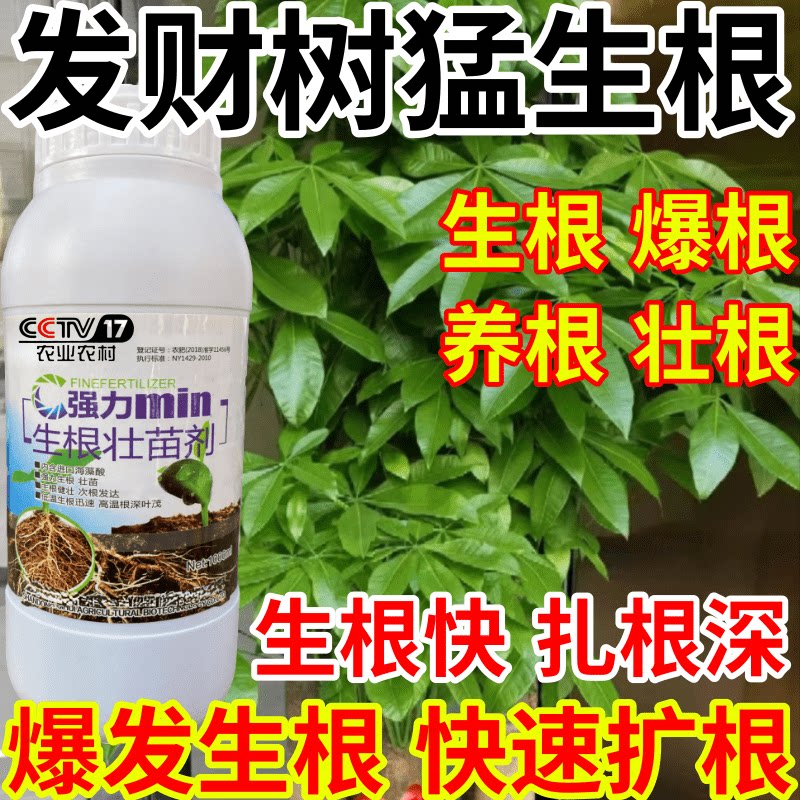 发财树猛生根发生根养根护根壮苗水培移栽扦插果树蔬菜花卉生根剂
