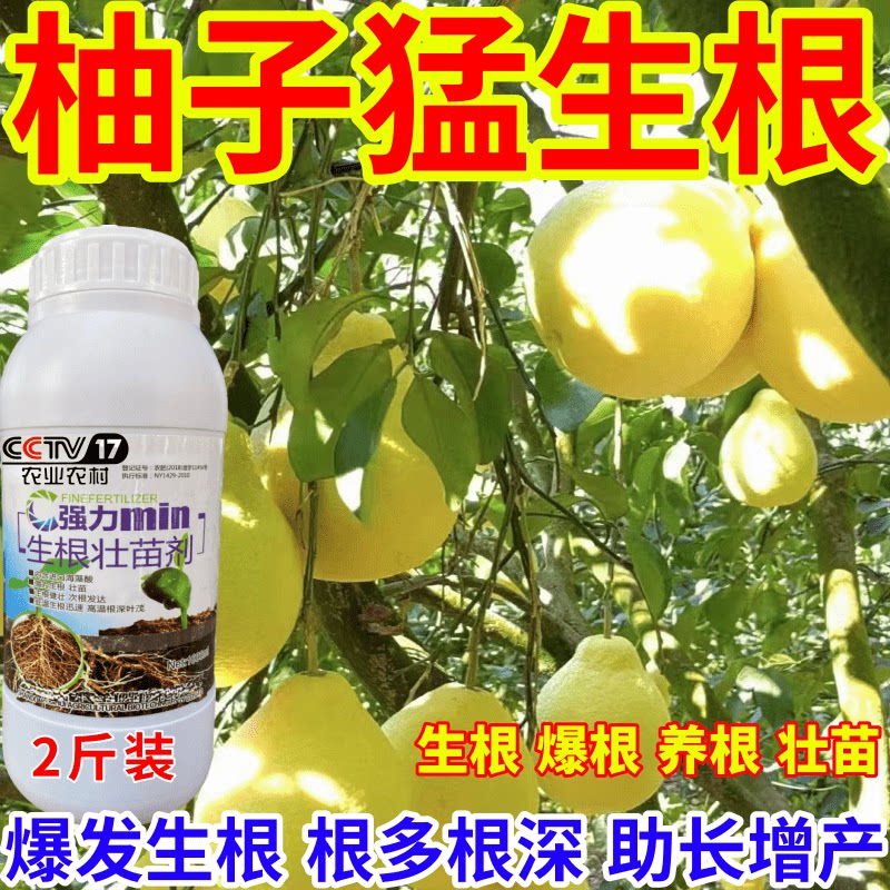 柚子猛生根根壮苗剂速效生根液大树移植苗木扦插果树蔬菜生根剂