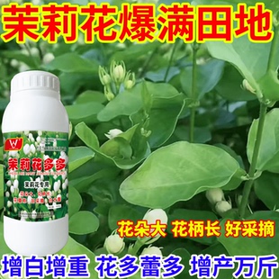茉莉花爆满田地催芽素花朵多组合爆芽催花延长花期增加花量催芽素