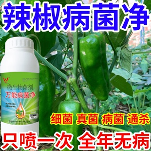 辣椒病菌净果树蔬菜花卉稻瘟病病毒白粉病灰霉病锈病病害清一喷清