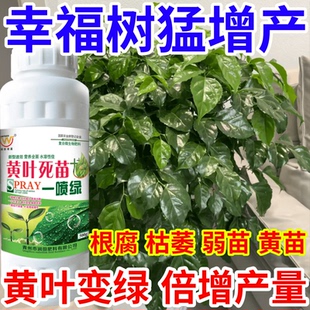 幸福树猛增产叶死苗一喷绿猝倒根腐弱苗黄苗枯萎一喷复活倍增产量