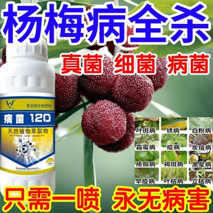 杨梅病全杀真菌细菌病毒白粉病褐斑病霜霉疫病果树蔬菜花卉杀菌剂
